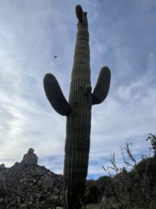 From a very low angle, a very old, very tall saguaro cactus stretches toward the sky. 