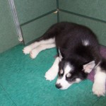 The husky puppy that we played with until she fell asleep.
