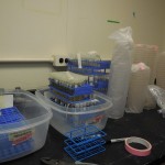 Petri dishes that need agar and the racks of test tubes with broth.