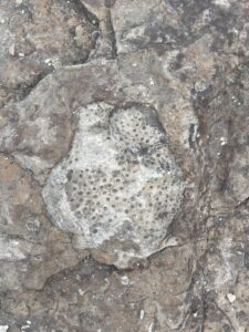 An up-close image of a fossil.