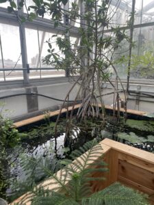 The koi pond in the greenhouse on top of the Biology building. There are vines growing out-into the water, lily pads floating on top, and ferns peeking over the edge of the pond.