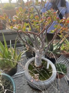 A small tree with green leaves tipped with pink and orange.