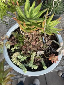 A bowl of various succulents located in the greenhouse.