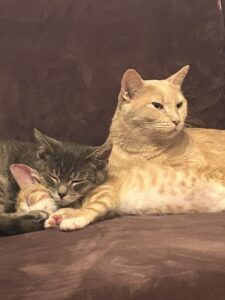 Another picture of the cuddle puddle cats.