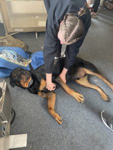 A picture of one of the drop zone's dogs getting spoiled with attention and belly rubs.
