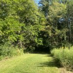 wooded area with grass path going into it